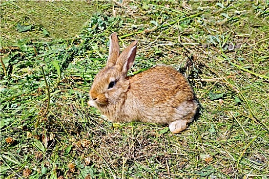 兔子,褐色,草地