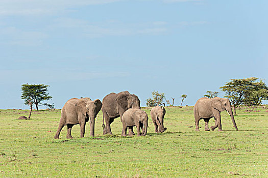 非洲象,马赛马拉,肯尼亚