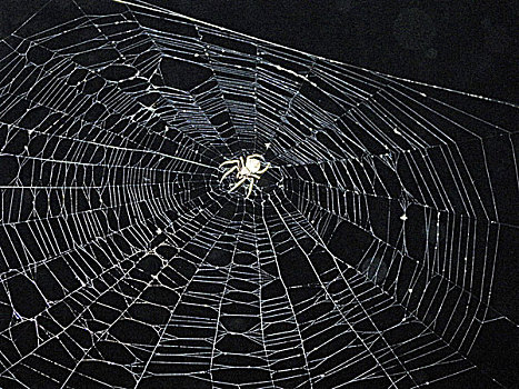 蜘蛛,昆虫,结网,捕食,孤独,生存
