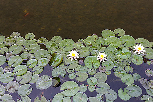 荷花,多,叶子,漂浮,水塘