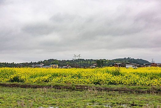 希望的田野