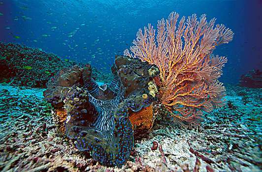 巨蛤,十亿,珊瑚海扇,海底,印度尼西亚