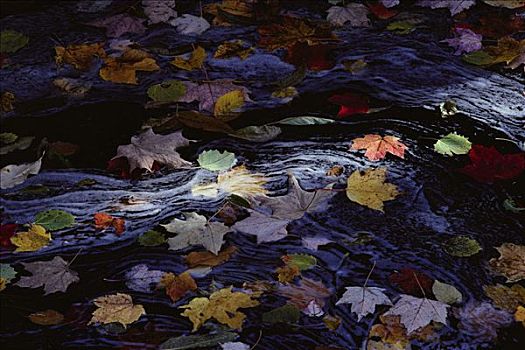秋叶,河流,安大略省,加拿大