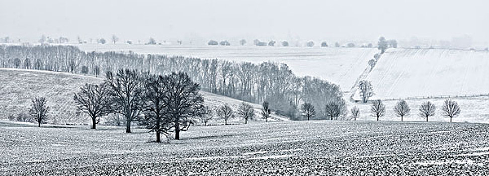 孤单,老,橡树,地点,冬天,雾,萨克森安哈尔特,德国