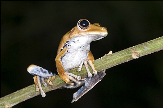 树蟾属,青蛙,厄瓜多尔