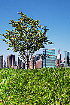 草,公园,曼哈顿,天际线,背景,纽约,美国