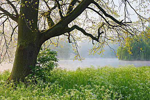 橡树,早春,公园,阿沙芬堡,弗兰克尼亚,巴伐利亚,德国