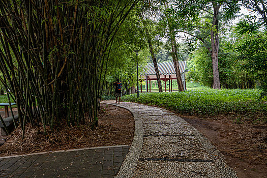羊城广州夏天天河公园的绿树成荫,竹林与石头小路