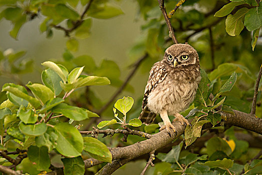小鸮,小鴞,坐,树,莱茵兰普法尔茨州,德国,欧洲