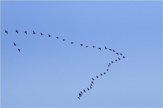 天鹅,空中