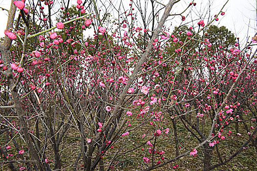 2017年2月1日,江苏省仪征市东园湿地公园内红梅盛开,俏迎鸡年春天