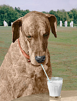 狗狗扮成饮料的图片图片