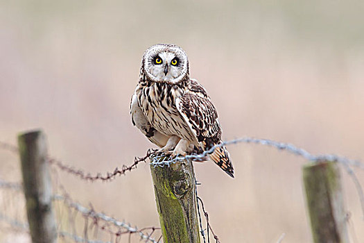 短耳鸮,坐,老,栅栏柱,刺铁丝网,国家公园,荷兰,欧洲