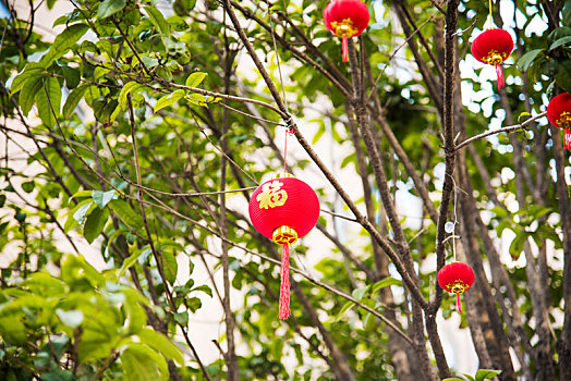 悬挂在树枝上的红色小灯笼