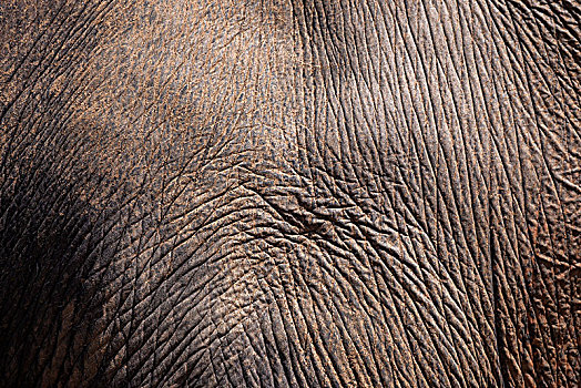 亚洲象,象属,皮肤,大象孤儿院,中央省,斯里兰卡,亚洲