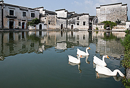 安徽黟县宏村水系白鹅