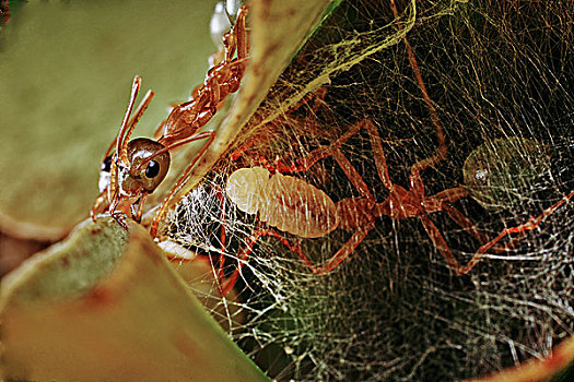 绿色,树,蚂蚁,拿着,幼体,颚部,编织,丝绸,叶子,树梢,窝,昆士兰,澳大利亚