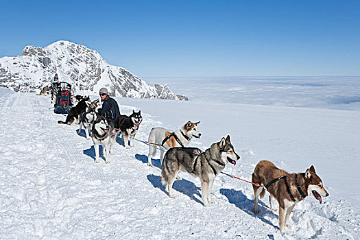 雪橇狗,团队,休息,停止,山,雪,风景,冰河,萨尔茨堡,奥地利,欧洲