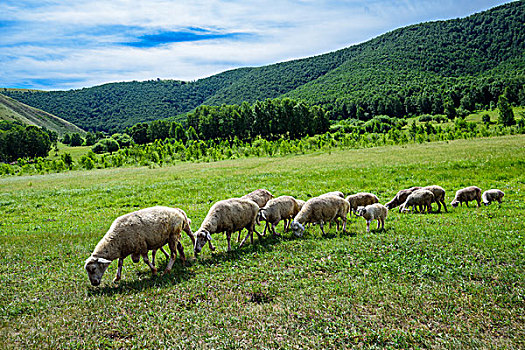 草原上觅食的羊群