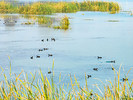 江苏东海,湿地生态美,群鸟觅食忙