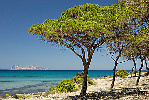 松树,松属,小树林,沙滩,沙丘,蓝绿色海水,萨丁尼亚,意大利,欧洲
