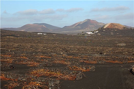 葡萄园,火山,土地,加纳利群岛,兰索罗特岛,西班牙