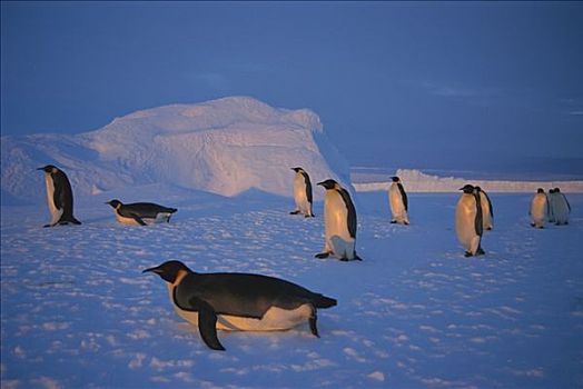 帝企鹅,旅行,浩大,远景,迅速,冰,栖息地,日落,南极