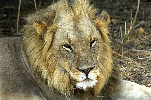 休息,雄性,狮子,萨维提,国家公园,博茨瓦纳