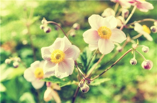 银莲花,日本山茶,花,照亮,阳光,花园