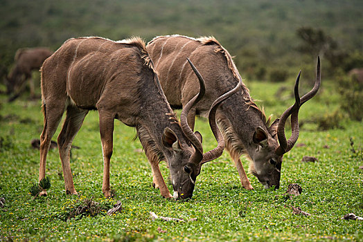 大捻角羚,两只,动物,放牧,并排,阿多大象国家公园,南非,非洲