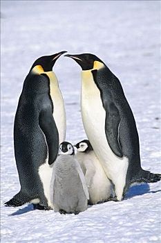 冬天,帝企鹅,冰架,南极