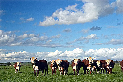 母牛,靠近,南部地区,南岛,新西兰