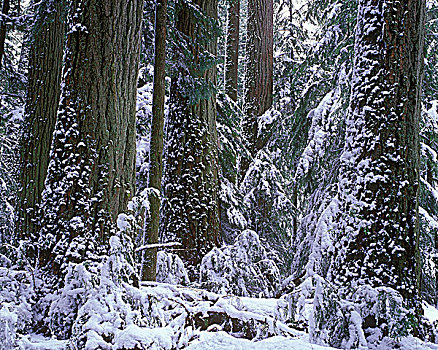 冬天,省立公园,不列颠哥伦比亚省,加拿大