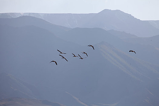新疆巴里坤,优良湿地吸引大量迁徙中的斑头雁