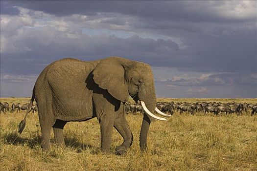 非洲象,走,草地,马赛马拉,肯尼亚