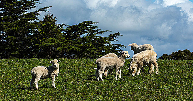 新西兰,东加里罗国家公园,羊羔