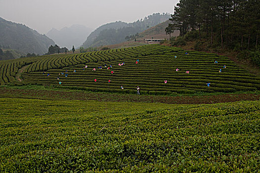 梯田茶园,采茶