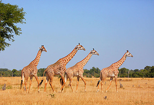 长颈鹿,牧群,走,南卢安瓜国家公园,赞比亚,非洲