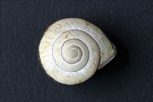 蜗牛壳,蜗牛