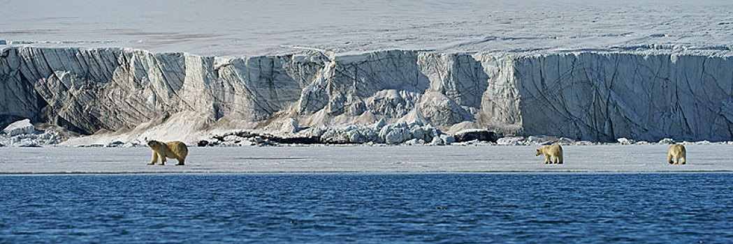 北极熊,坝,小动物,斯瓦尔巴特群岛,挪威,北极,欧洲