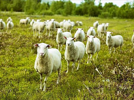 绵羊,草场,瑞典