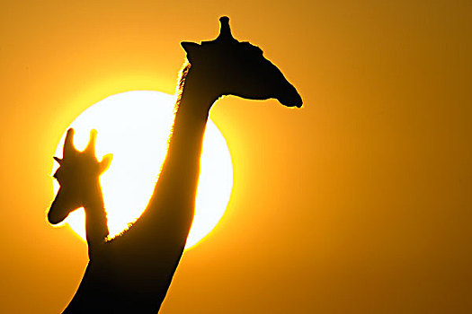 长颈鹿,一对,剪影,日落,埃托沙国家公园,纳米比亚