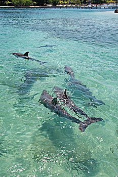 洪都拉斯,海湾群岛,钥匙,宽吻海豚,浅,清晰,水,加勒比海,大幅,尺寸