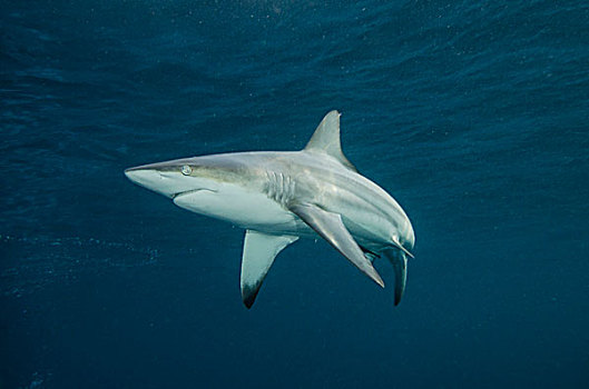 海洋,鲨鱼,长鳍真鲨,鮣鱼,南非