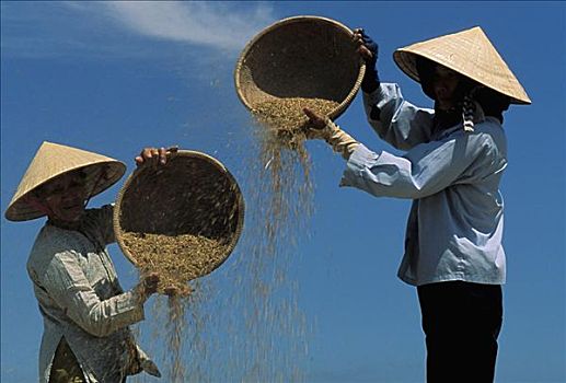 越南,女人,稻米,蓝天,背景