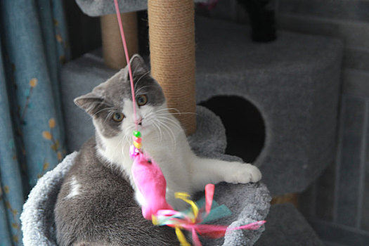 猫爬架上玩逗猫棒的猫咪