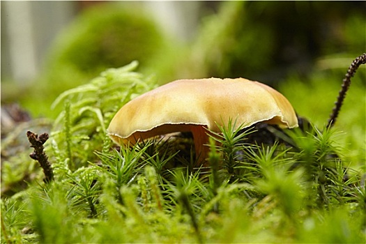 蘑菇,苔藓,林中地面