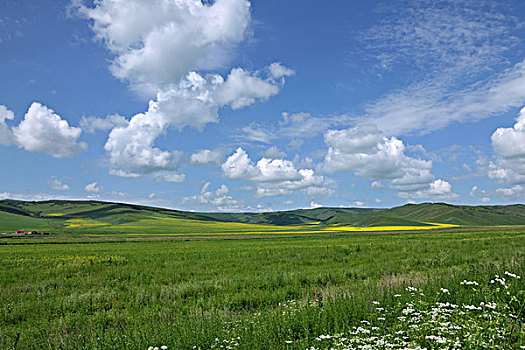 内蒙古科尔沁右翼前旗草原上盛开的草花