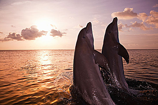 宽吻海豚,出现,海洋,日落