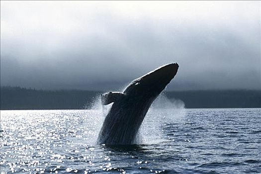 驼背鲸,大翅鲸属,鲸鱼,阿拉斯加